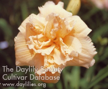 Daylily Tommie Lee Joiner